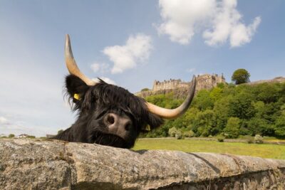 Edinburgh: Loch Lomond, Stirling Castle and the Kelpies Day Tour - The Kelpies and The Helix: A Mythological Stop You Can’t Ignore